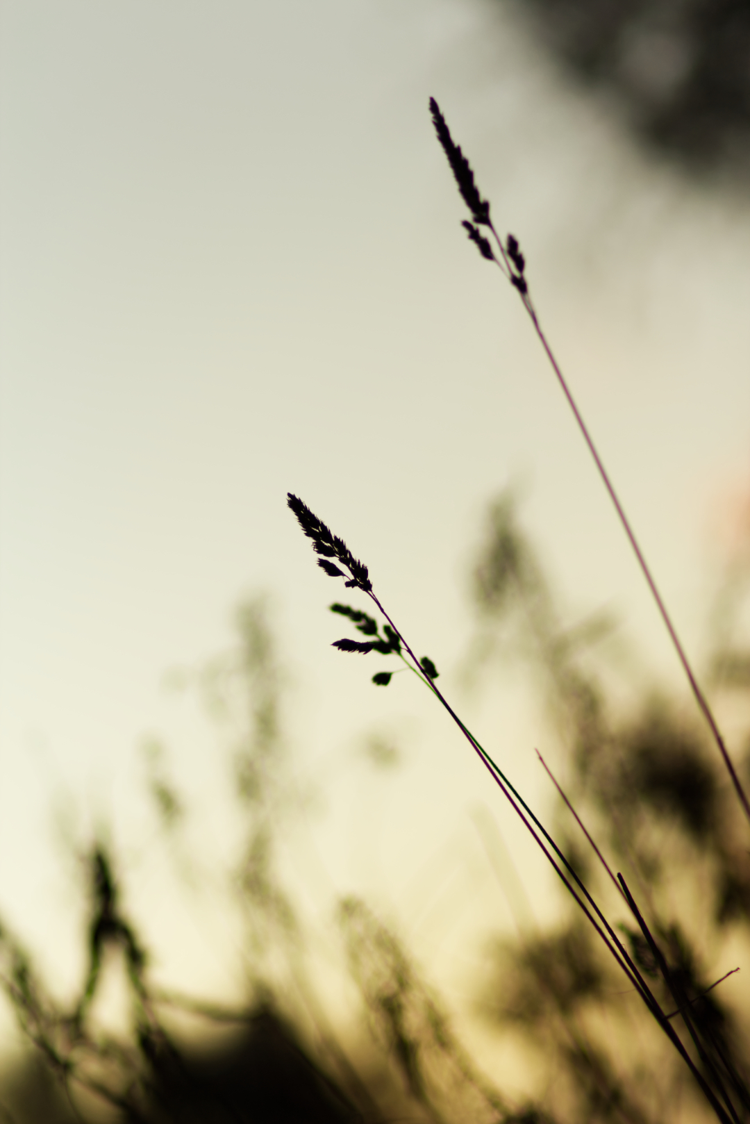 IMG_4204[1]